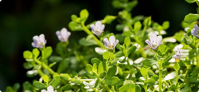 植物化学開発部門